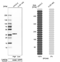 EpCAM/TROP1 Antibody, Novus Biologicals 0.1mL; Unlabeled:Antibodies, Polyclonal